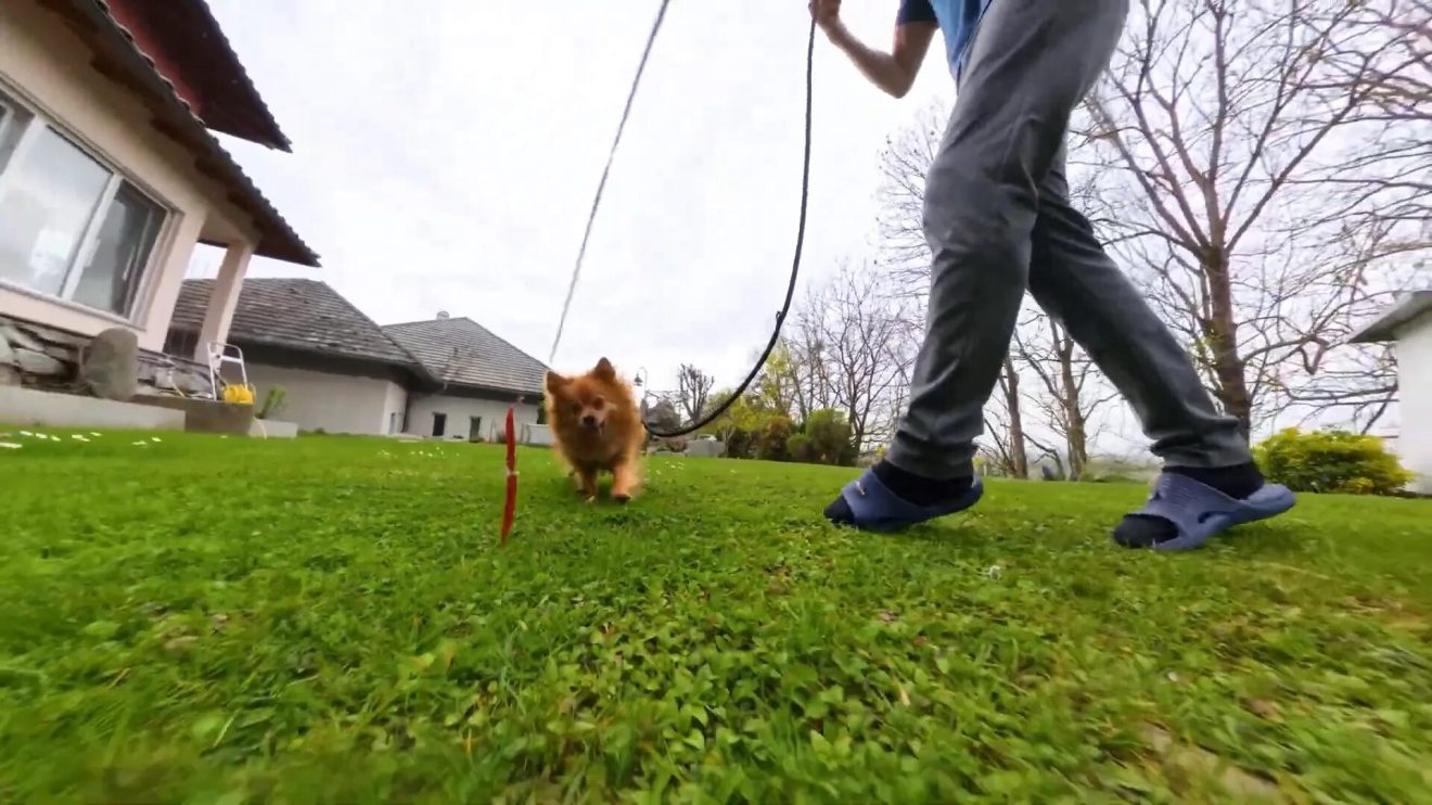 Steady footage of pets running