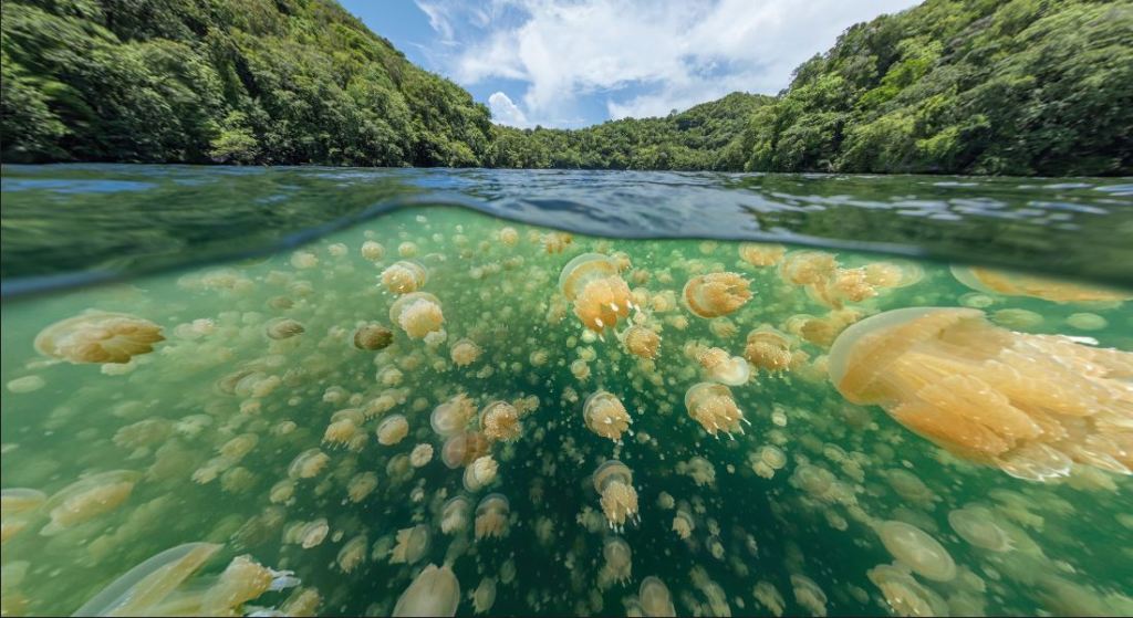 EPSON Pano Awards 2021 winners announced
