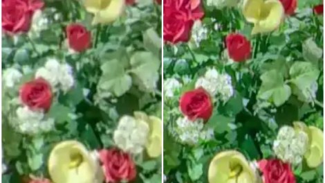 Details: before enhancement (left) and after AI Image enhancement (right). Photo by Ricoh Tours